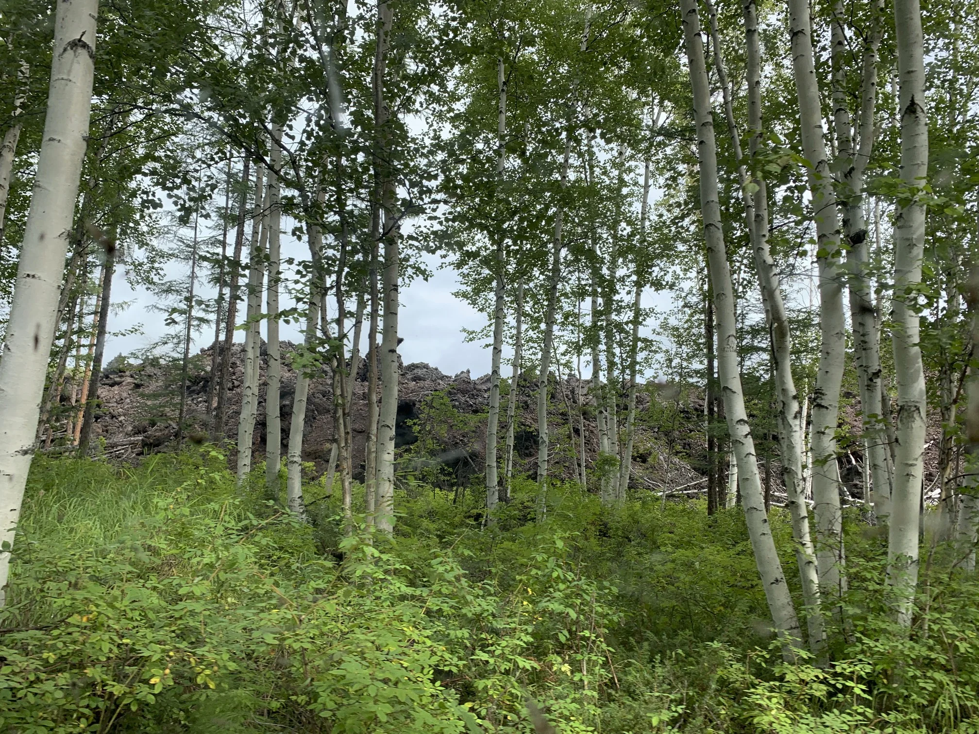 A wall of lava advancing through the tajga. The lava is higher than the trees!