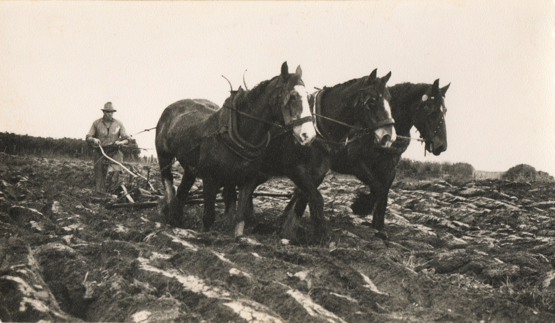 plough 2 original ediited.jpg