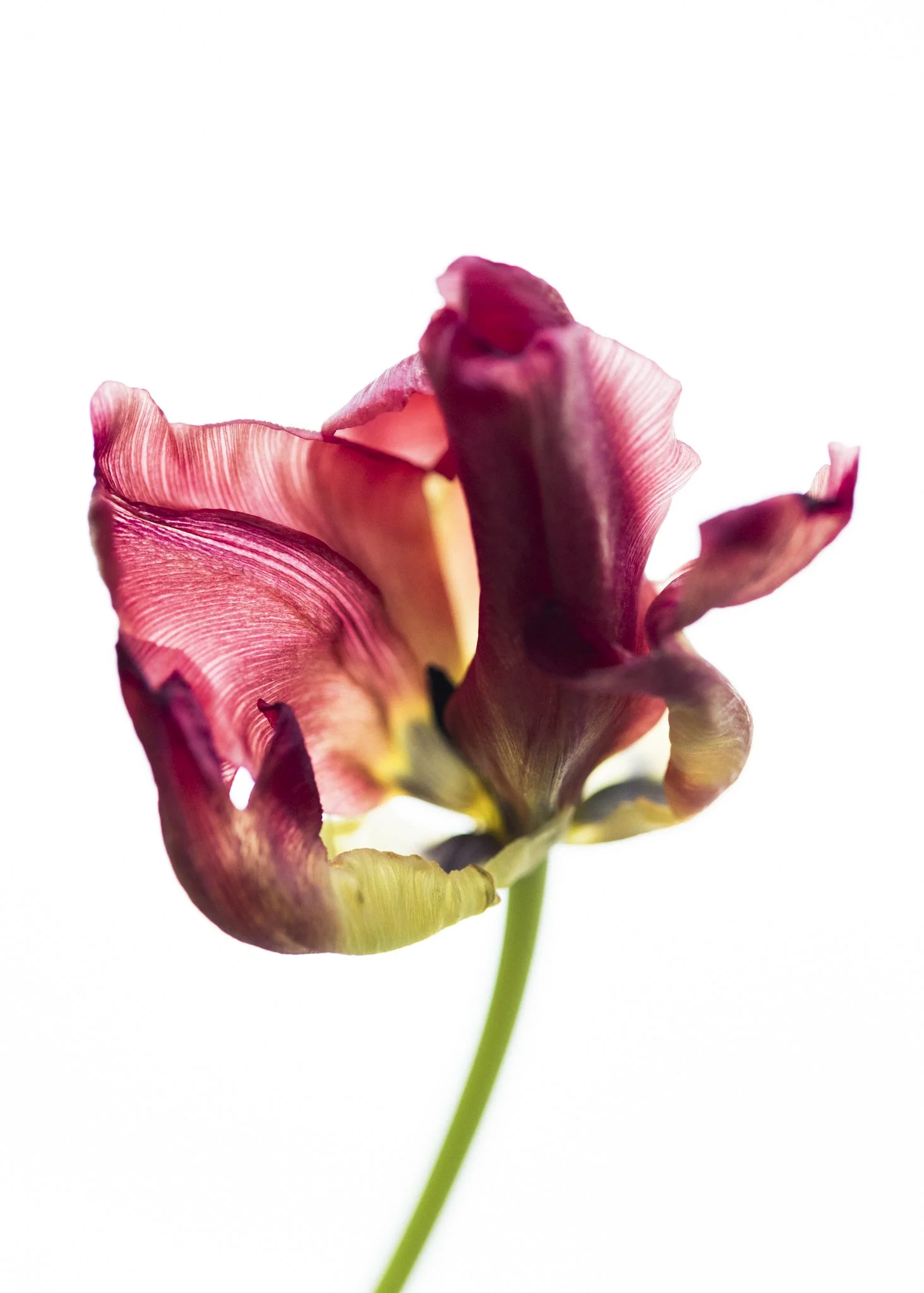 Tulips_12-2021_KPP-web-9818.jpg