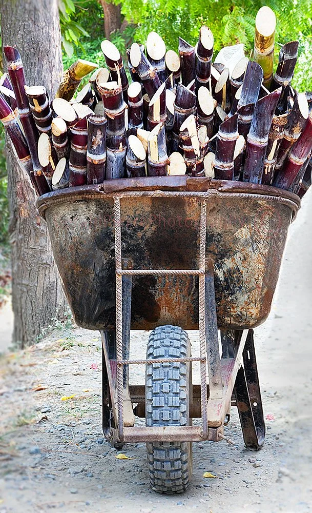 SugarCane2-01.jpeg