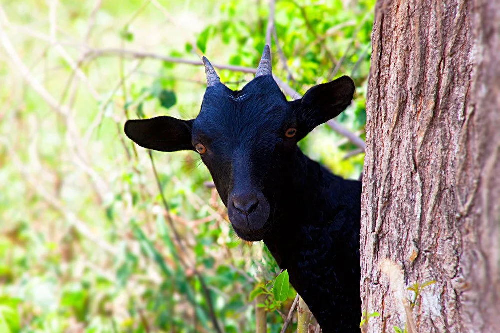 Goat-2.jpeg