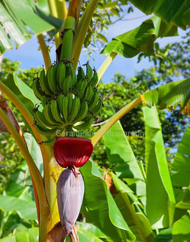 Banana-Haiti-1.jpeg