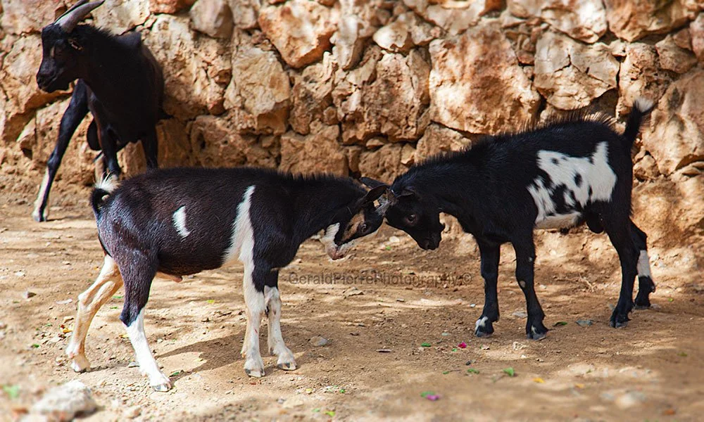 Goats-Fight-1.jpeg