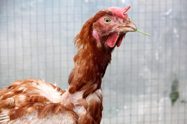 Sick Hen