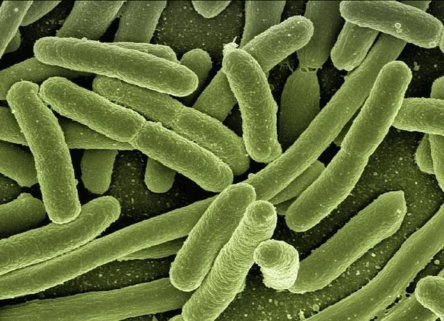 Bacteria - C.jpg