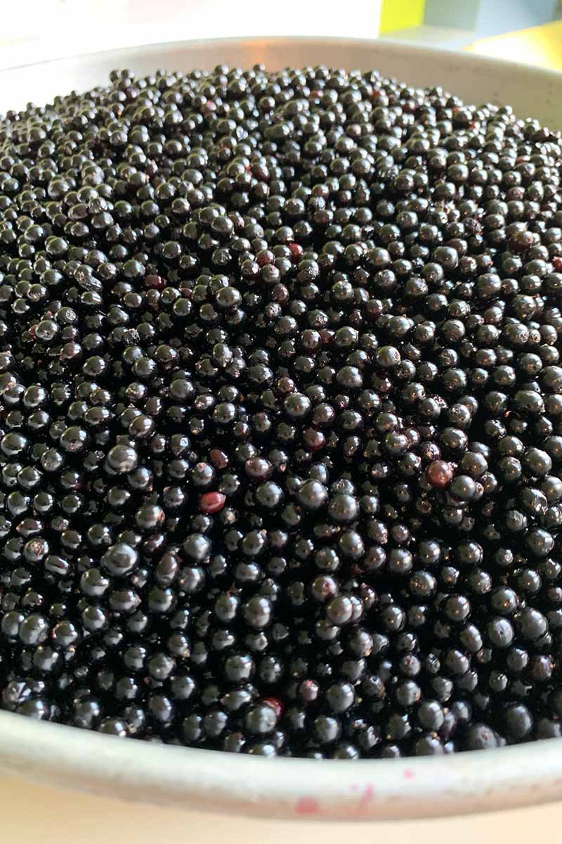 Elderberries ready for juicing.jpg