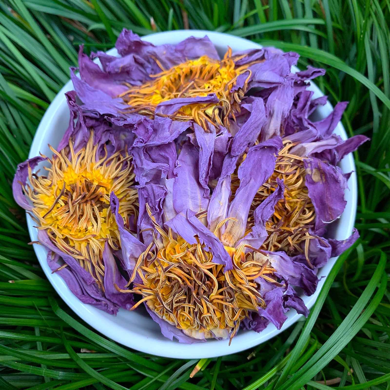 Blue Lotus Organic Hydrosol (Nymphaea caerulea) – Natural Alchemy