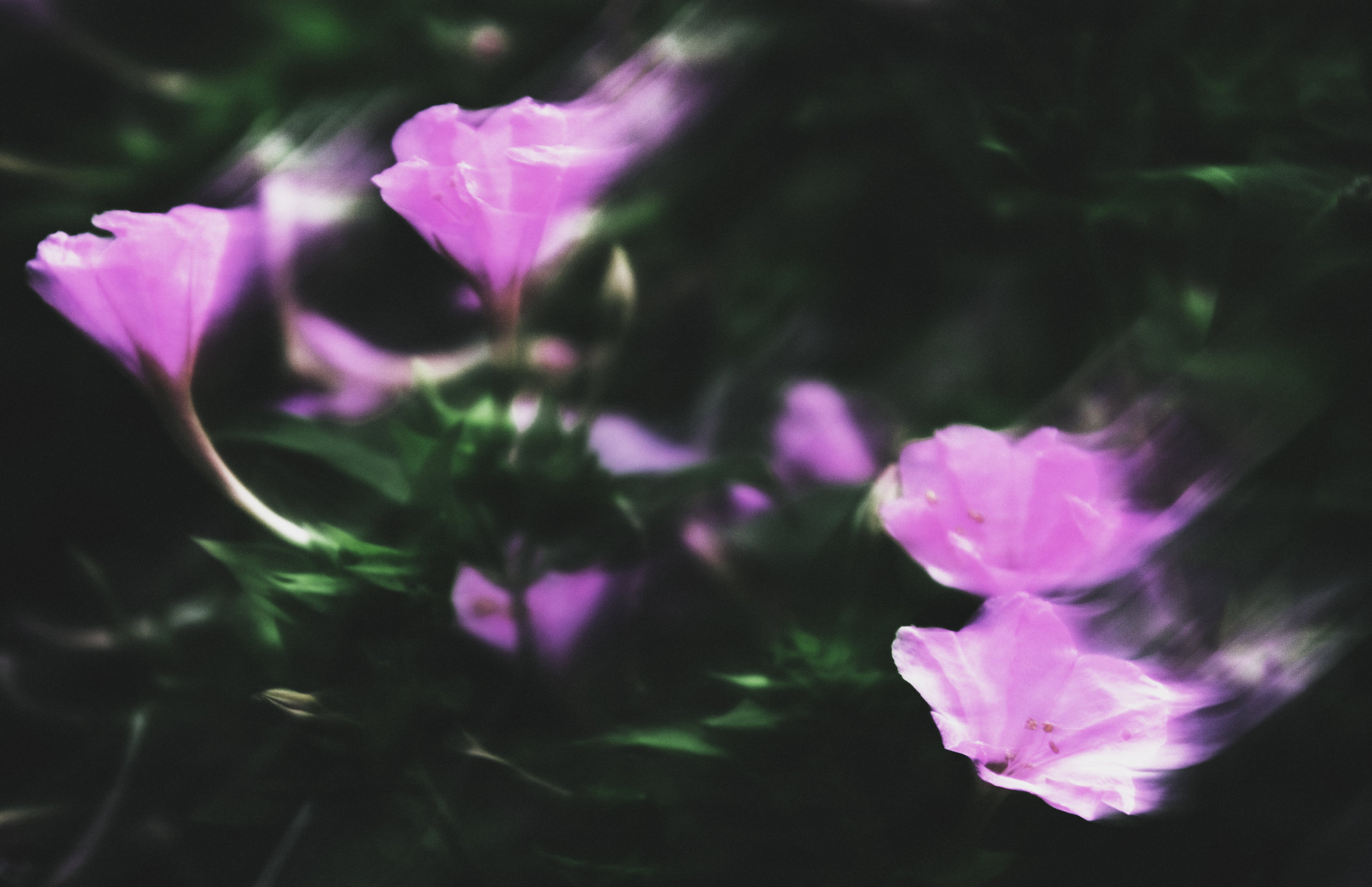Pink Flowers.jpg