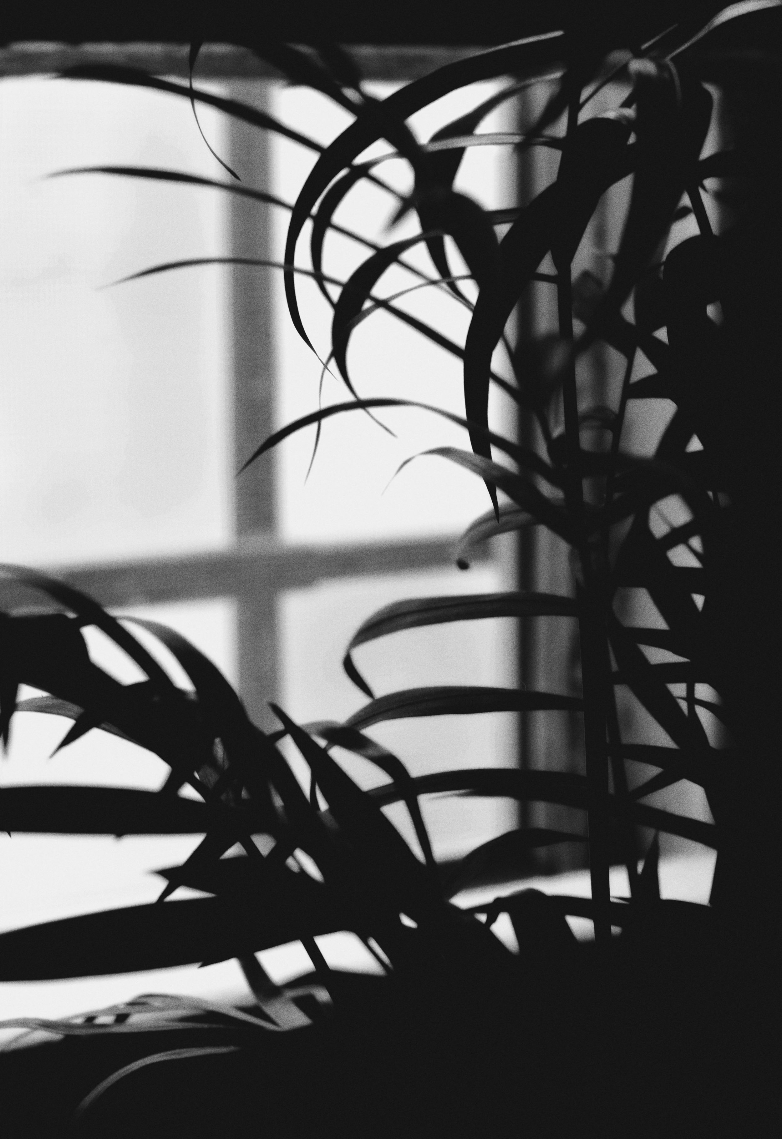Plant by the Window.jpg