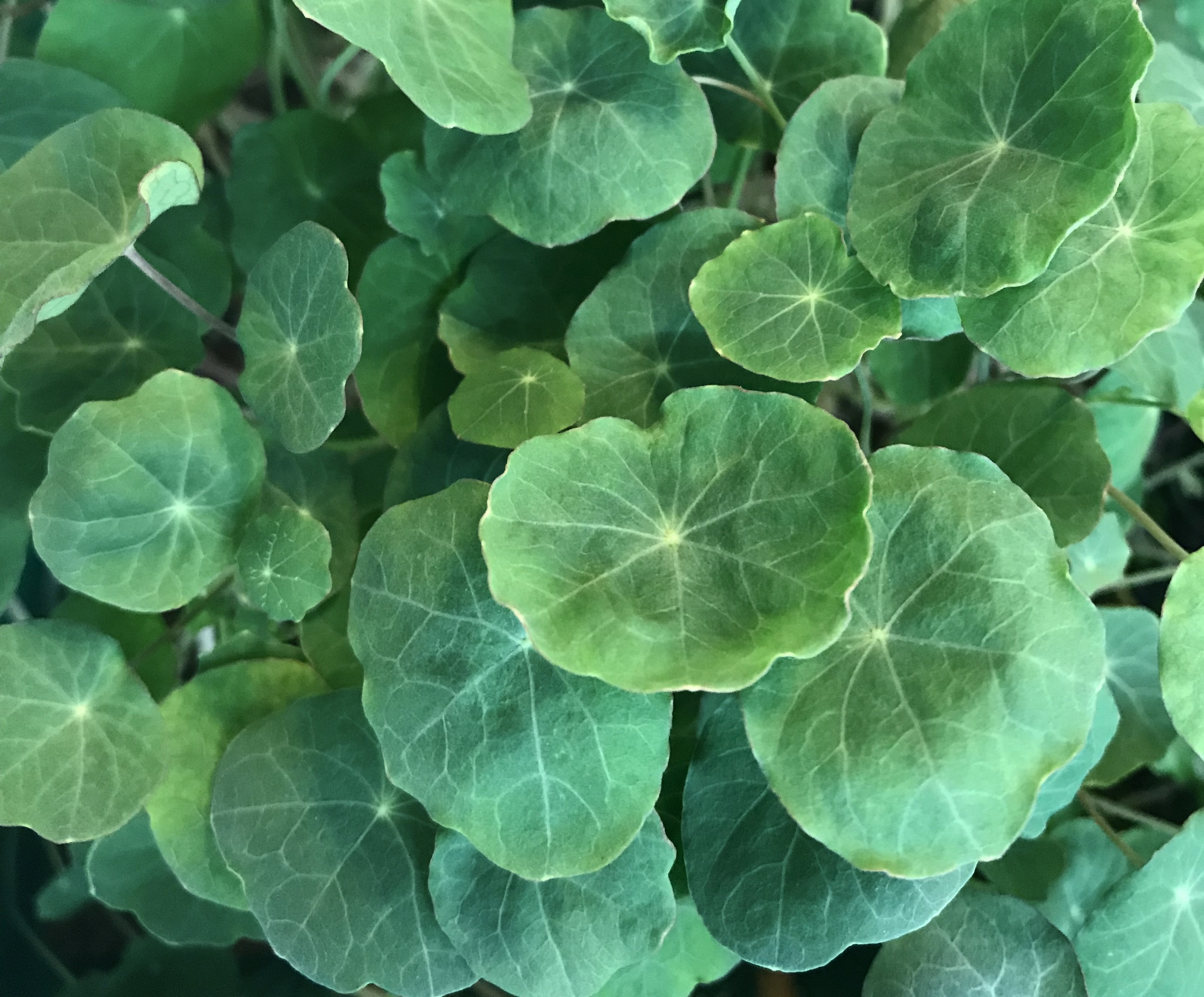  Nasturtium 