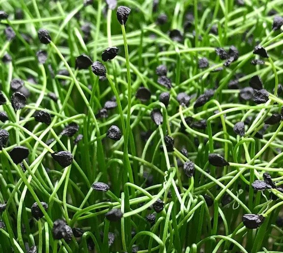 garlic-chive-mailer.jpg