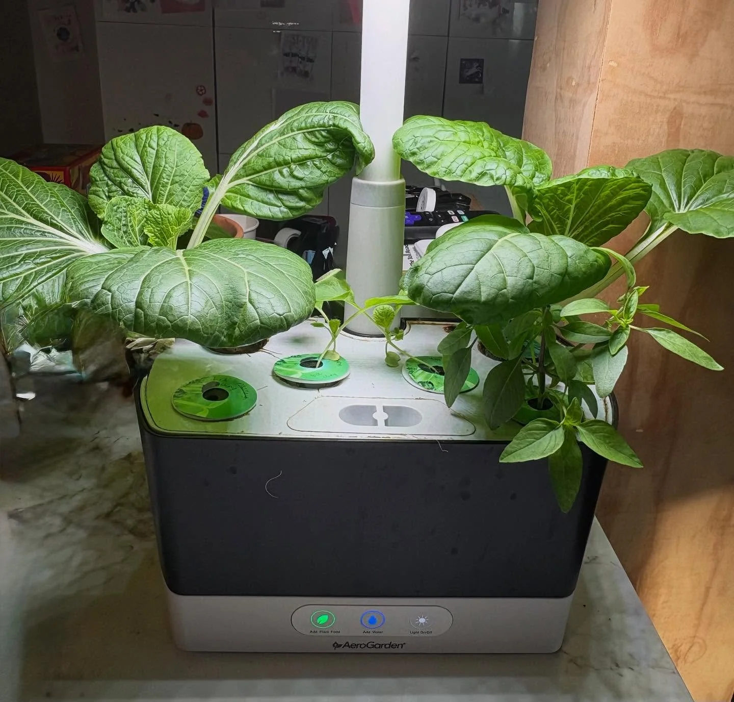 Keep growing, bok choy! 🌱 
&mdash;&mdash;
#AeroGarden #IndoorGarden #Hydroponics #GrowYourOwn #HomeGrown #KitchenGarden #UrbanGardening #IndoorPlants #GardenGoals #SmartGarden #GrowLights #PlantParents #HydroponicGarden #FreshHerbs #IndoorFarming #G
