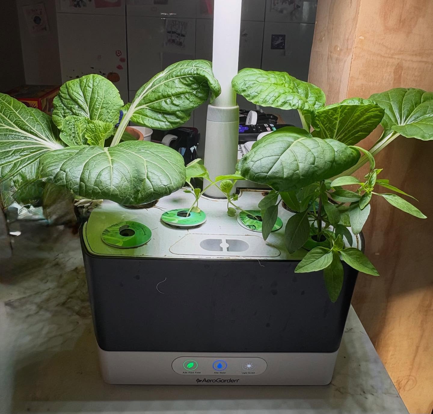 Keep growing, bok choy! 🌱 
&mdash;&mdash;
#AeroGarden #IndoorGarden #Hydroponics #GrowYourOwn #HomeGrown #KitchenGarden #UrbanGardening #IndoorPlants #GardenGoals #SmartGarden #GrowLights #PlantParents #HydroponicGarden #FreshHerbs #IndoorFarming #G