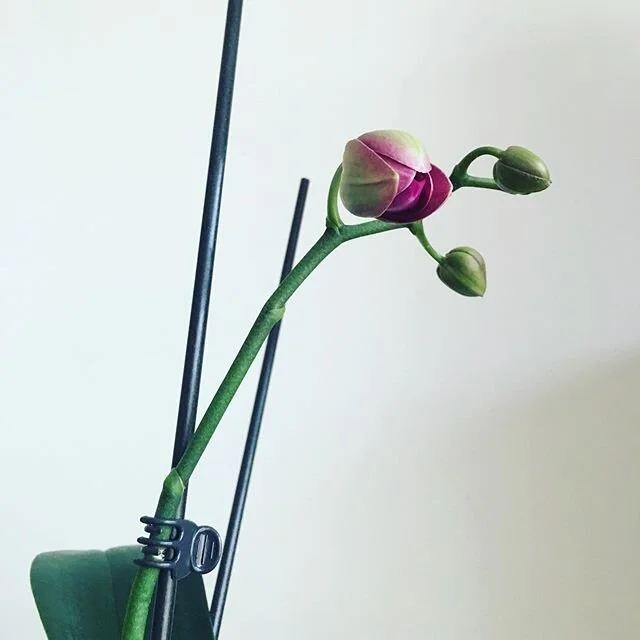 My orchid is blooming for at least the fourth or fifth time. It teaches me about new beginnings and perseverance. My orchid is being what it was created to be and we can as well. It’s a process!!! #leadership #emotionalintelligence #growthminds