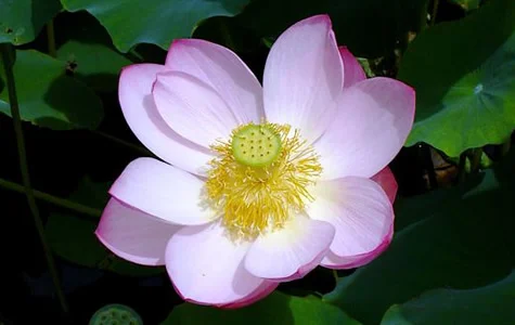 2009-summer-photo-flower1-dickie.jpg