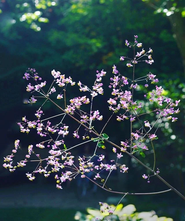 Thilactrum glows in the golden hour. Consider visiting  Shakespeare Garden at twilight and into the evening . . . it is especially fragrant, mysterious and welcoming!