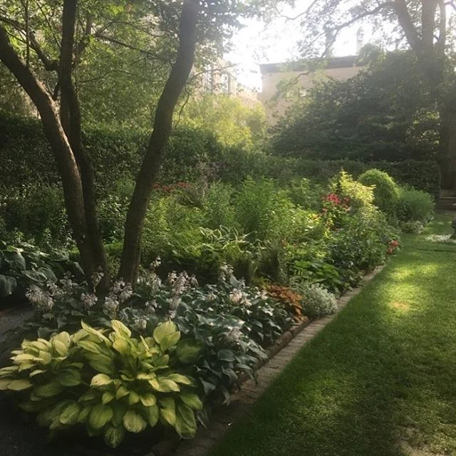 Lush late summer mornings in the Shakespeare Garden are one of the most lovely moments of all the year. 📷:@letscie