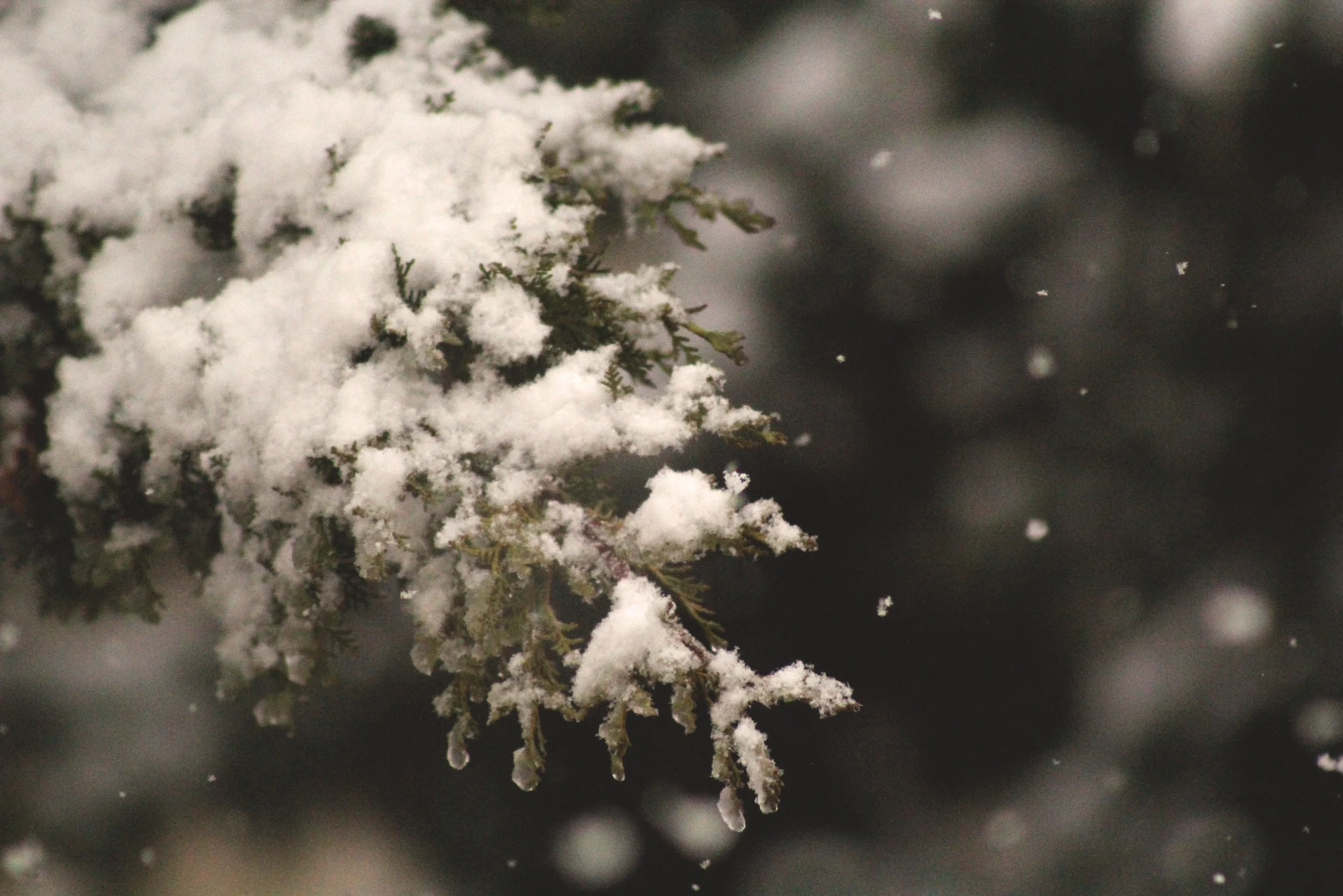 General Meeting & Program | Holiday Lunch