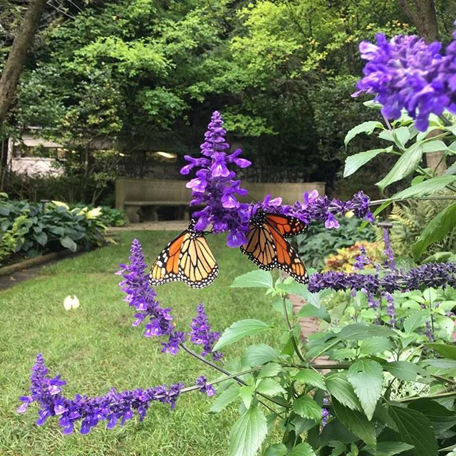 Monarch butterflies made an appearance in the garden this week! 
As GCE gardeners Pam Elesh and 
Dana Teeter look on ...
photo📷: @letscie