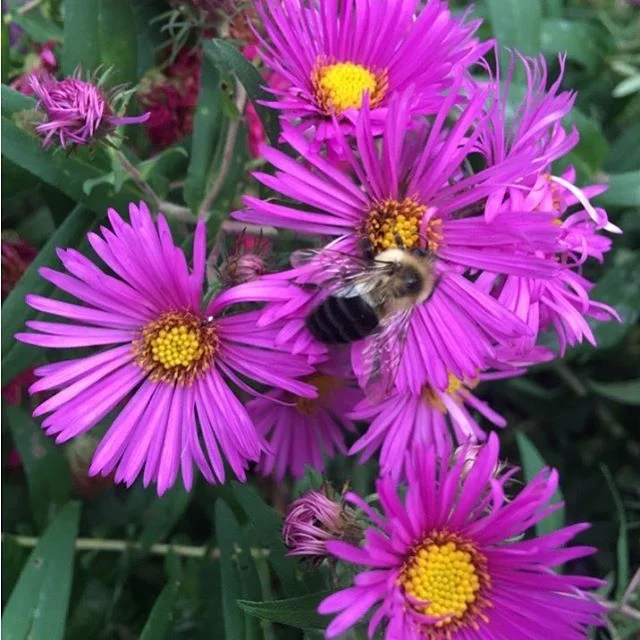 There&rsquo;s a bumble bee on the aster! 📷: @letscie