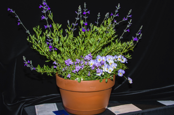 Horticulture Pop-Up: EVERYONE CAN ENTER SOS HORTICULTURE