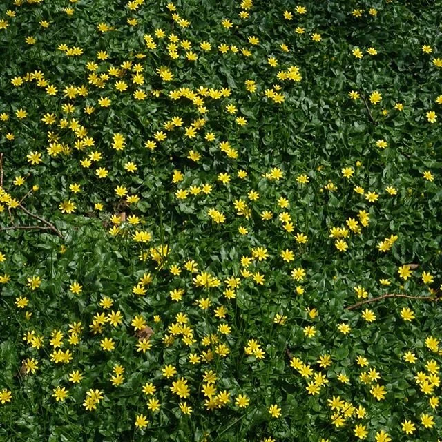 Hello spring!