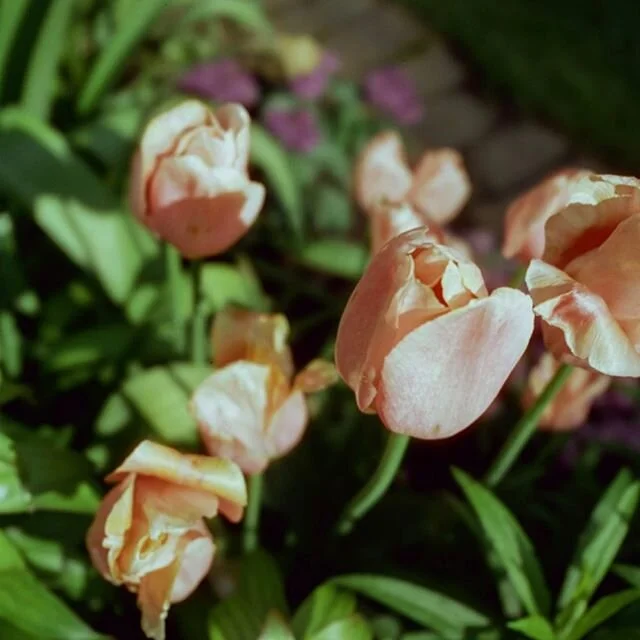 Last week in the Shakespeare Garden.