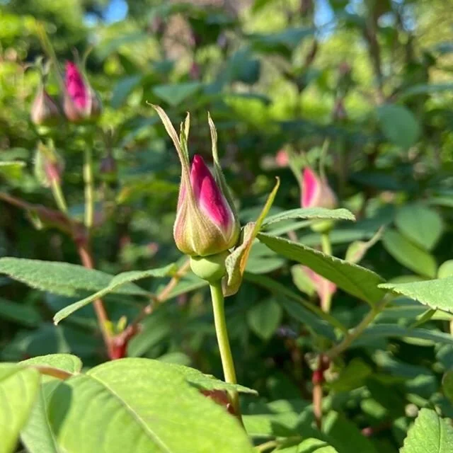 Photos taken by @letscie a few weeks ago.  The garden is now in full bloom and at its finest. Consider stopping by at night to feel the grass that&rsquo;s still warm and smell the blooms which seem extra fragrant in the evening.