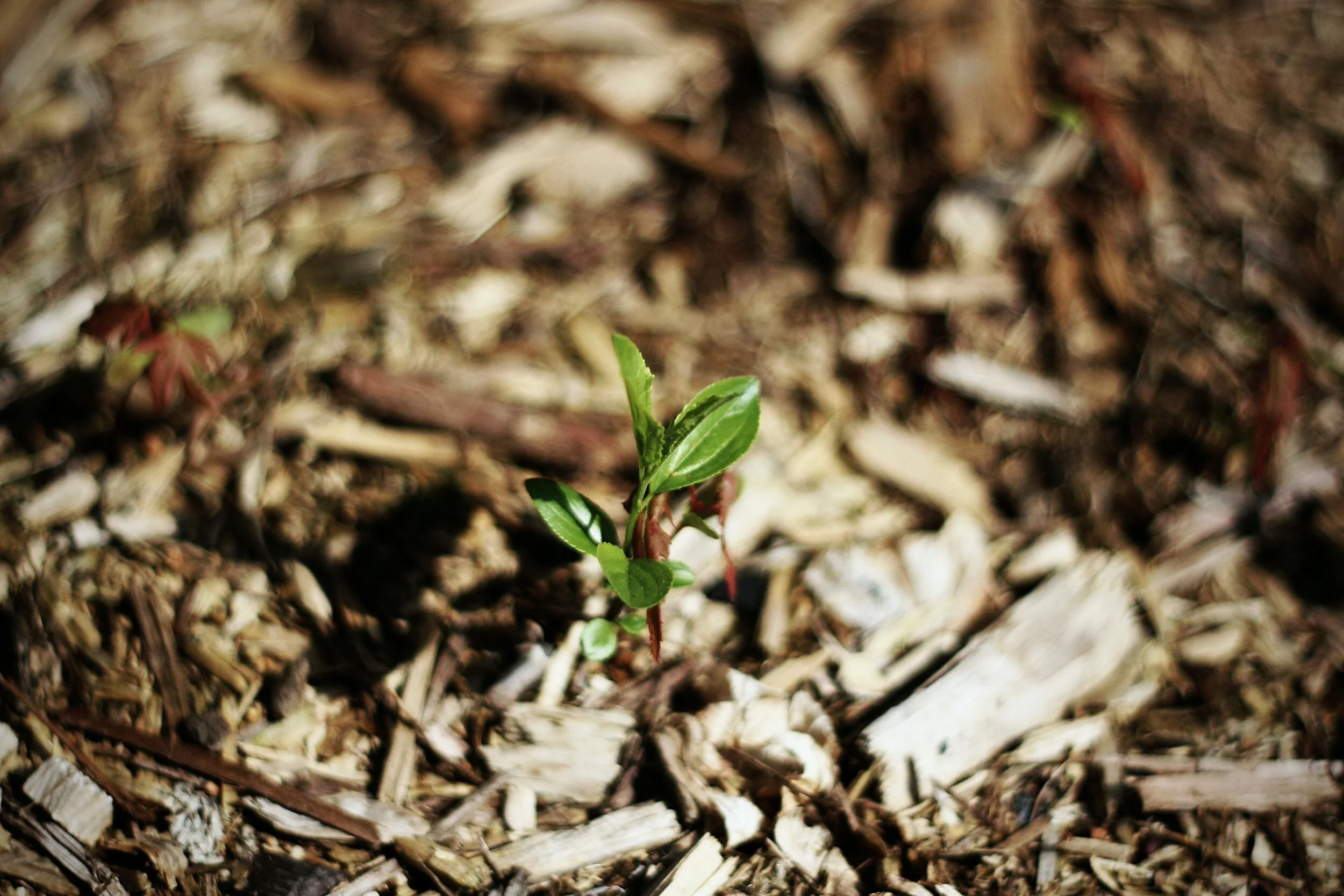 General Membership Meeting - Pruning and Mulching in Spring