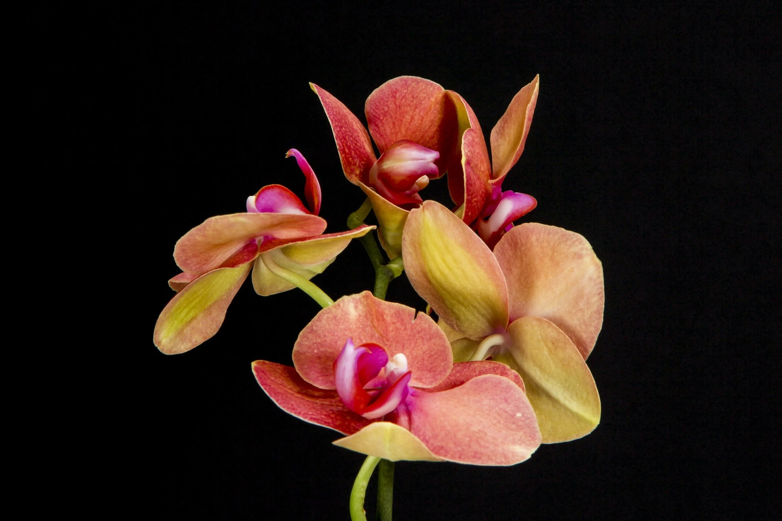 Horticulture Book Discussion