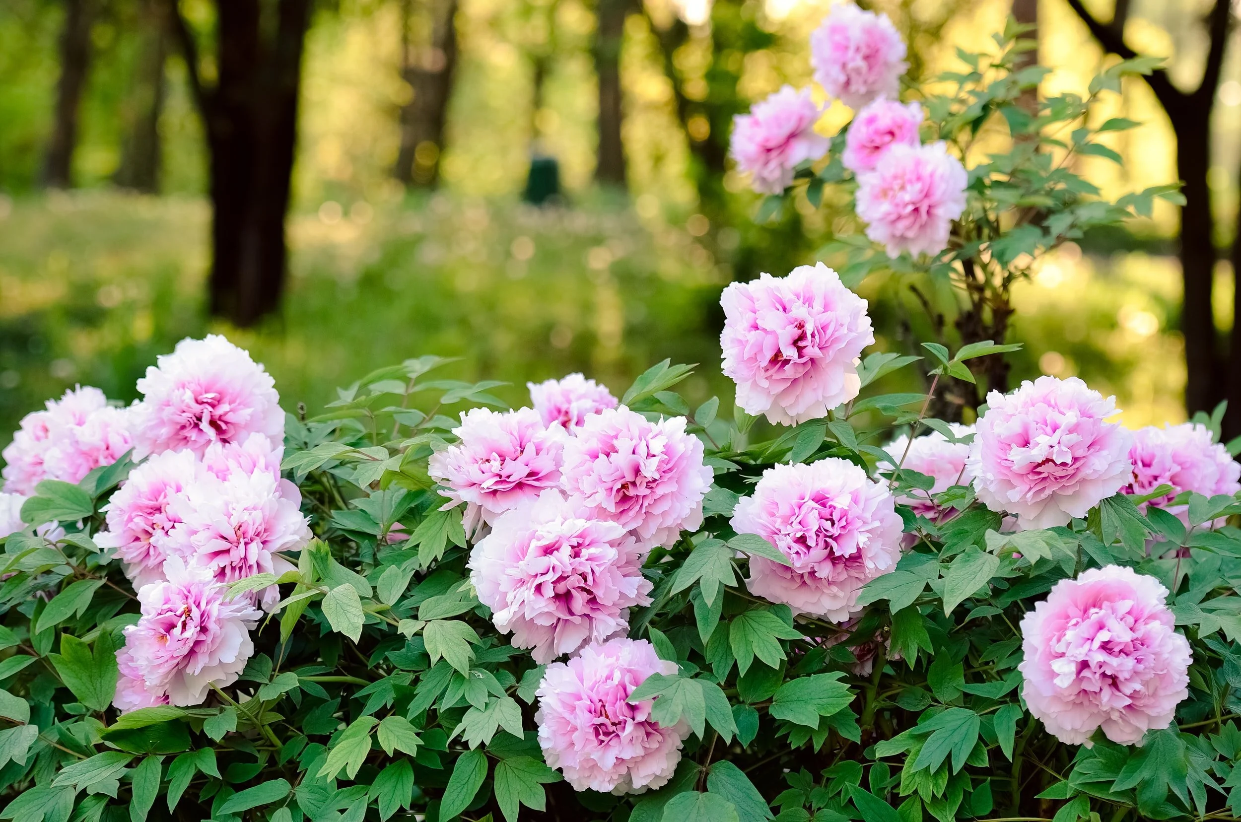 UPDATED Pop-Up Garden: Loreen Mershimer
