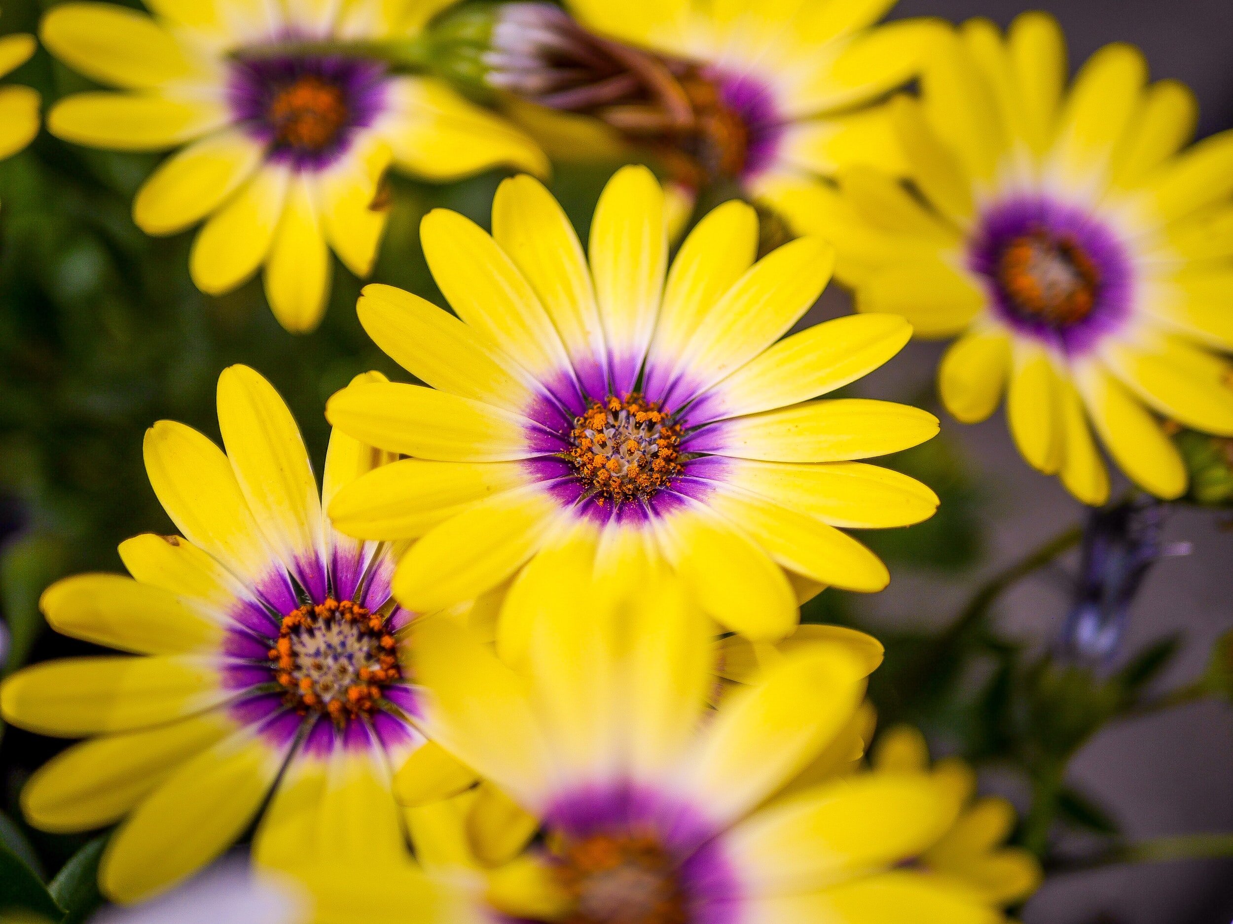Pop-Up Garden: Bridget Schroeder