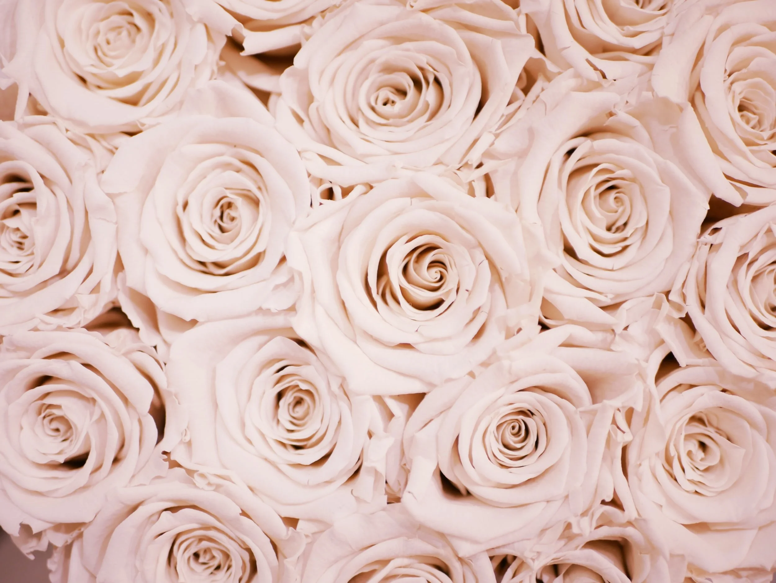 American Rose Society National Convention