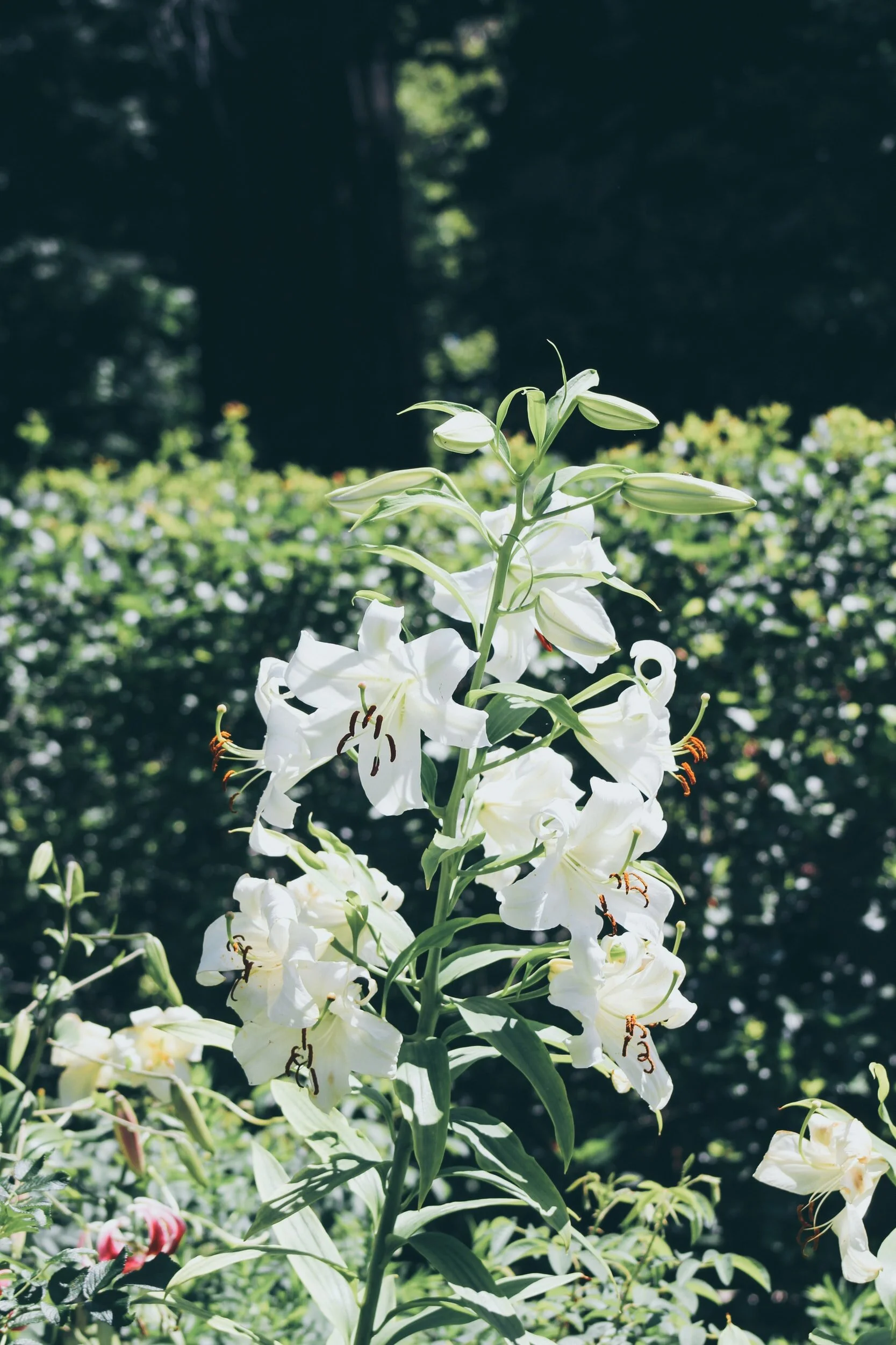 An Evening at Shakespeare Garden