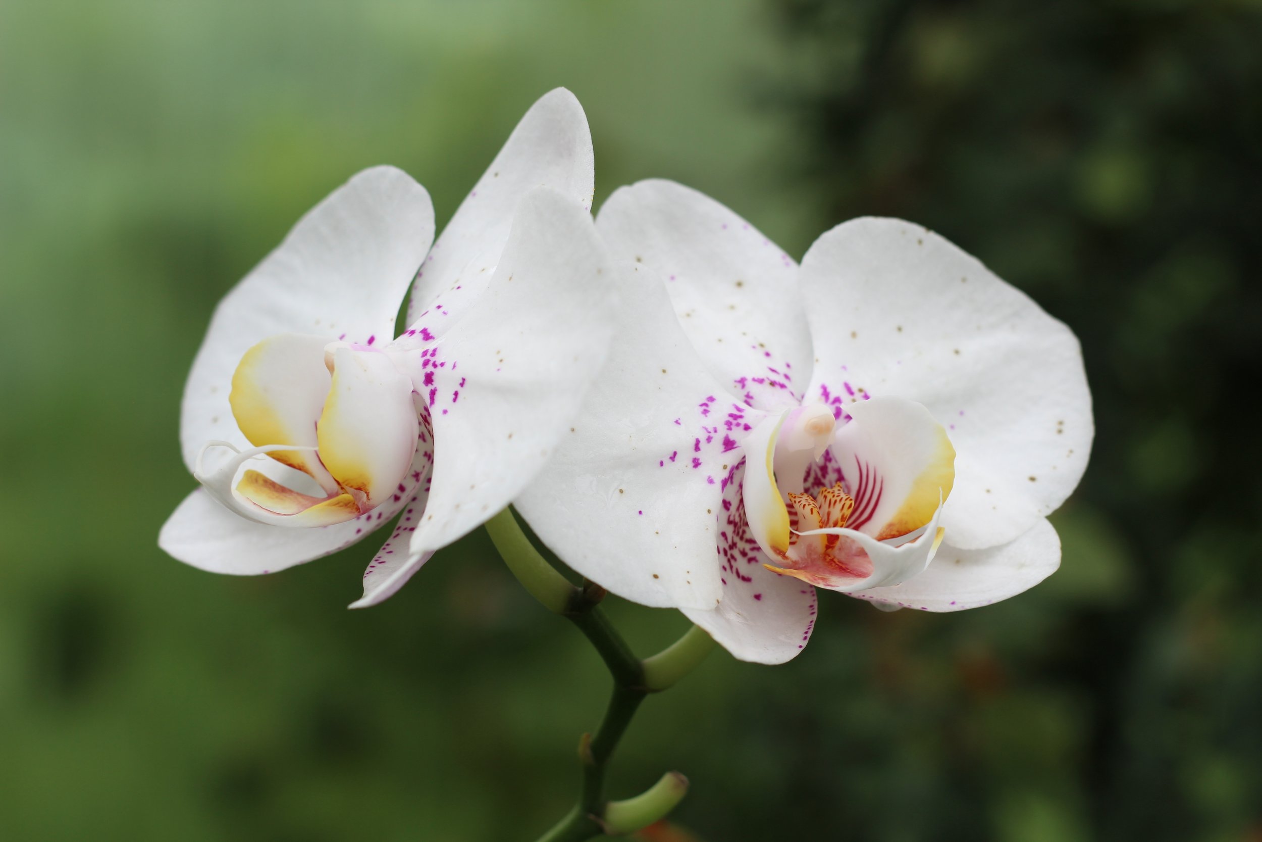 Orchid Show at Botanic Gardens