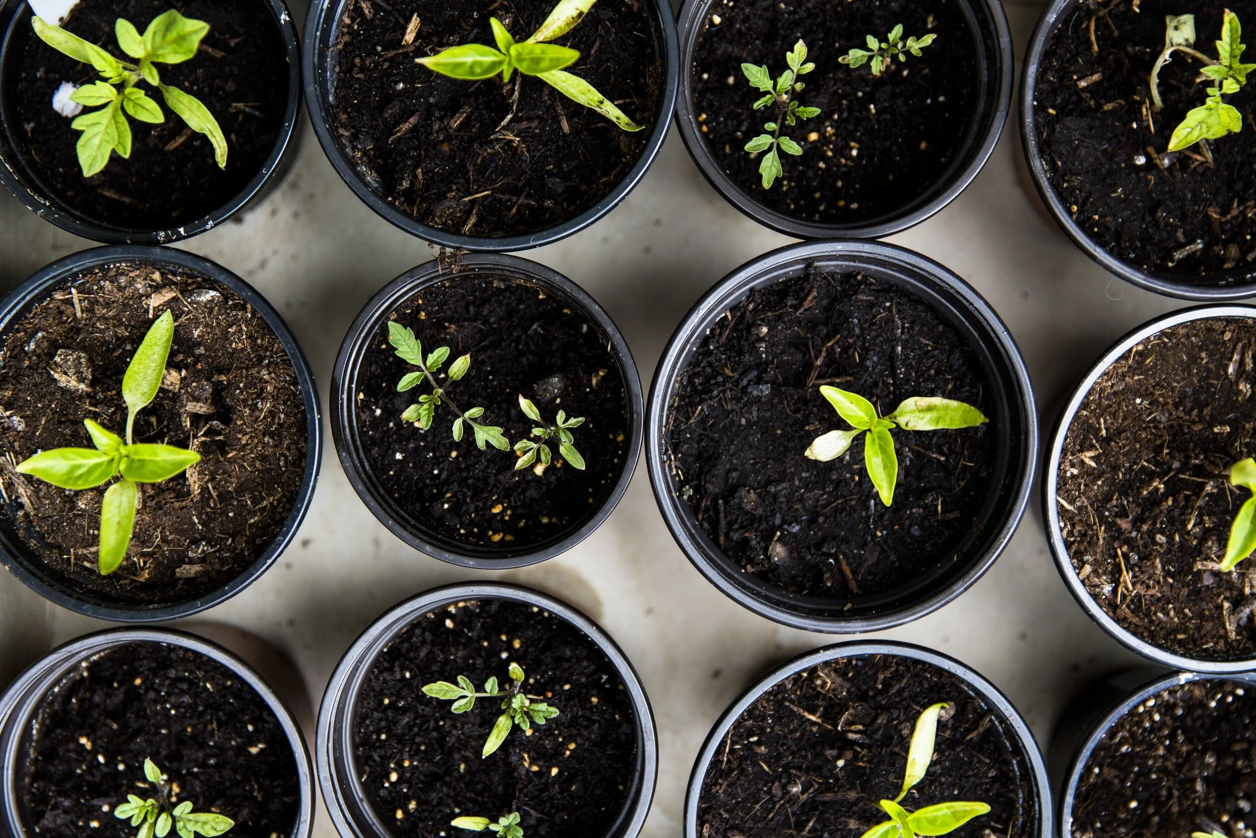 SCARCE Growin' Green Garden Market