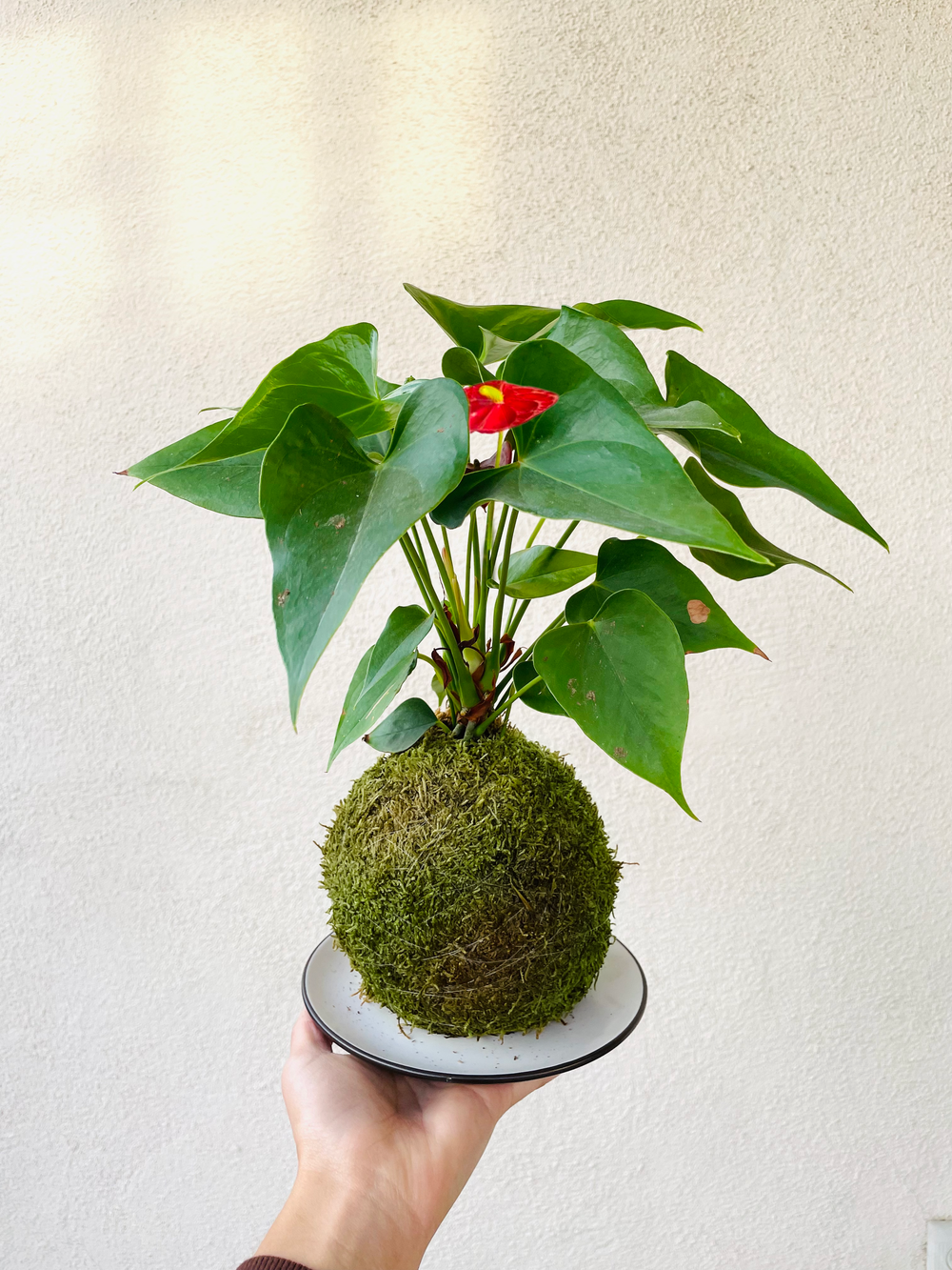 Kokedama Workshop for Floral Show - Time TBD