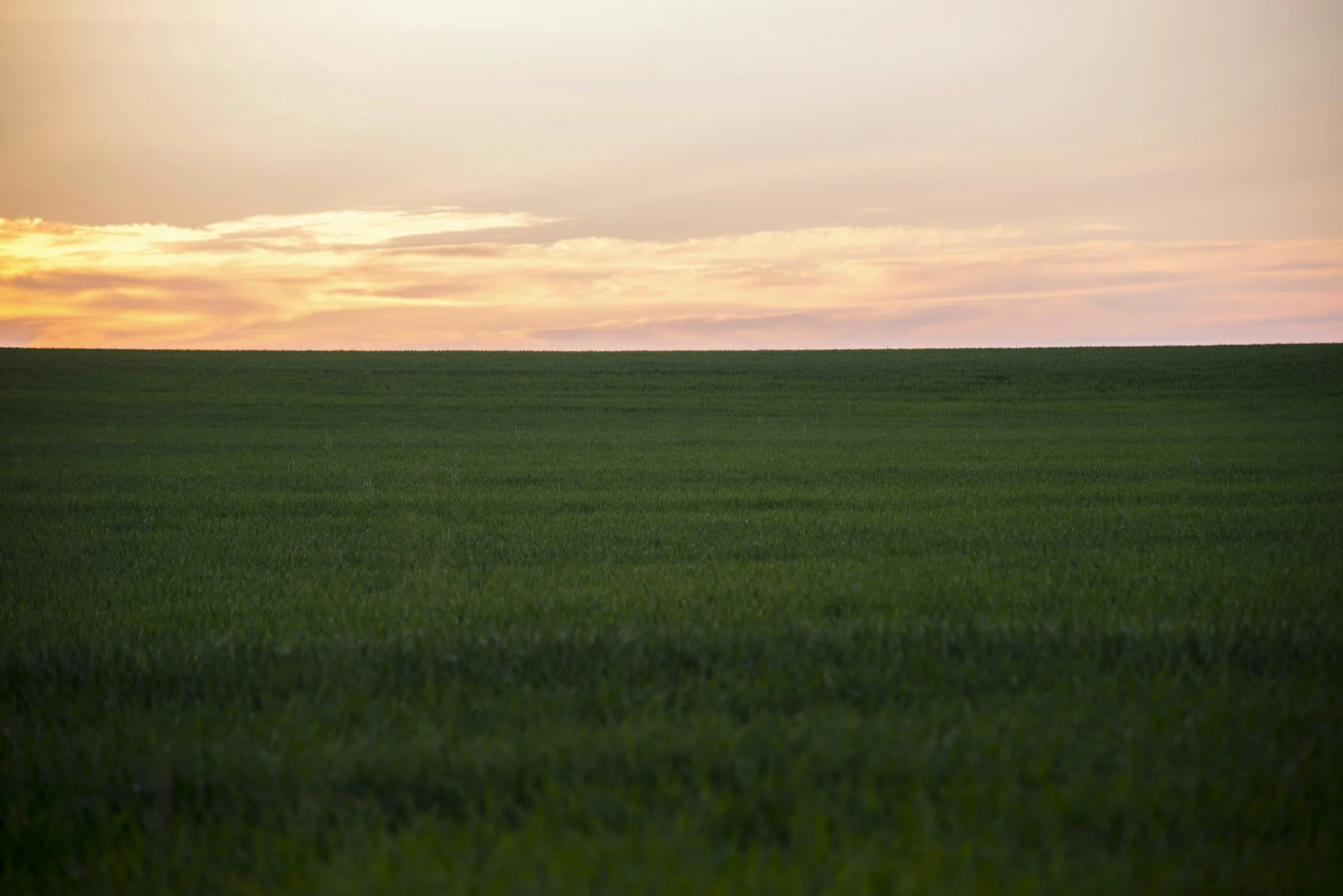 Plains and Cranes