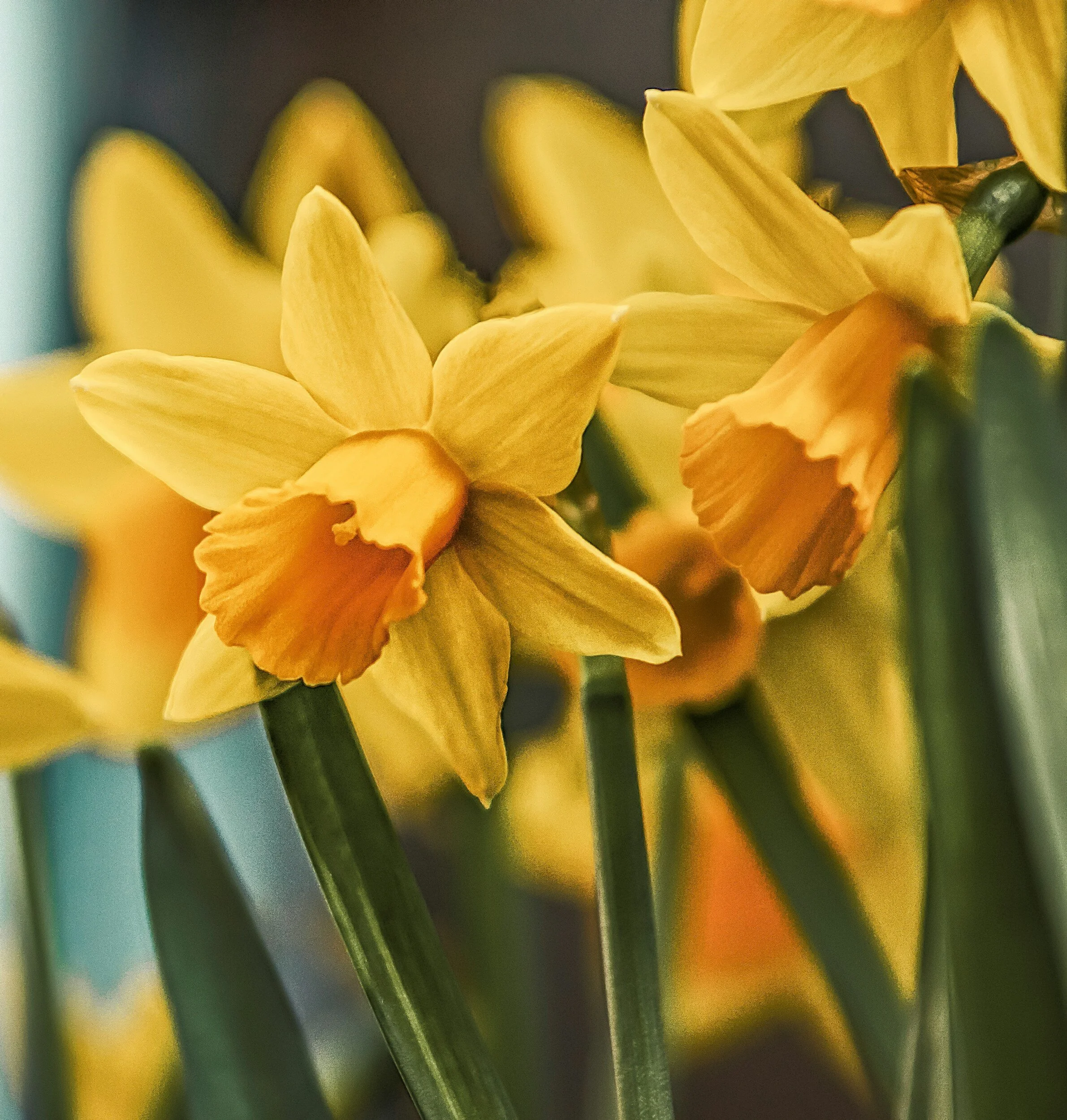 Midwest Daffodil Society Show