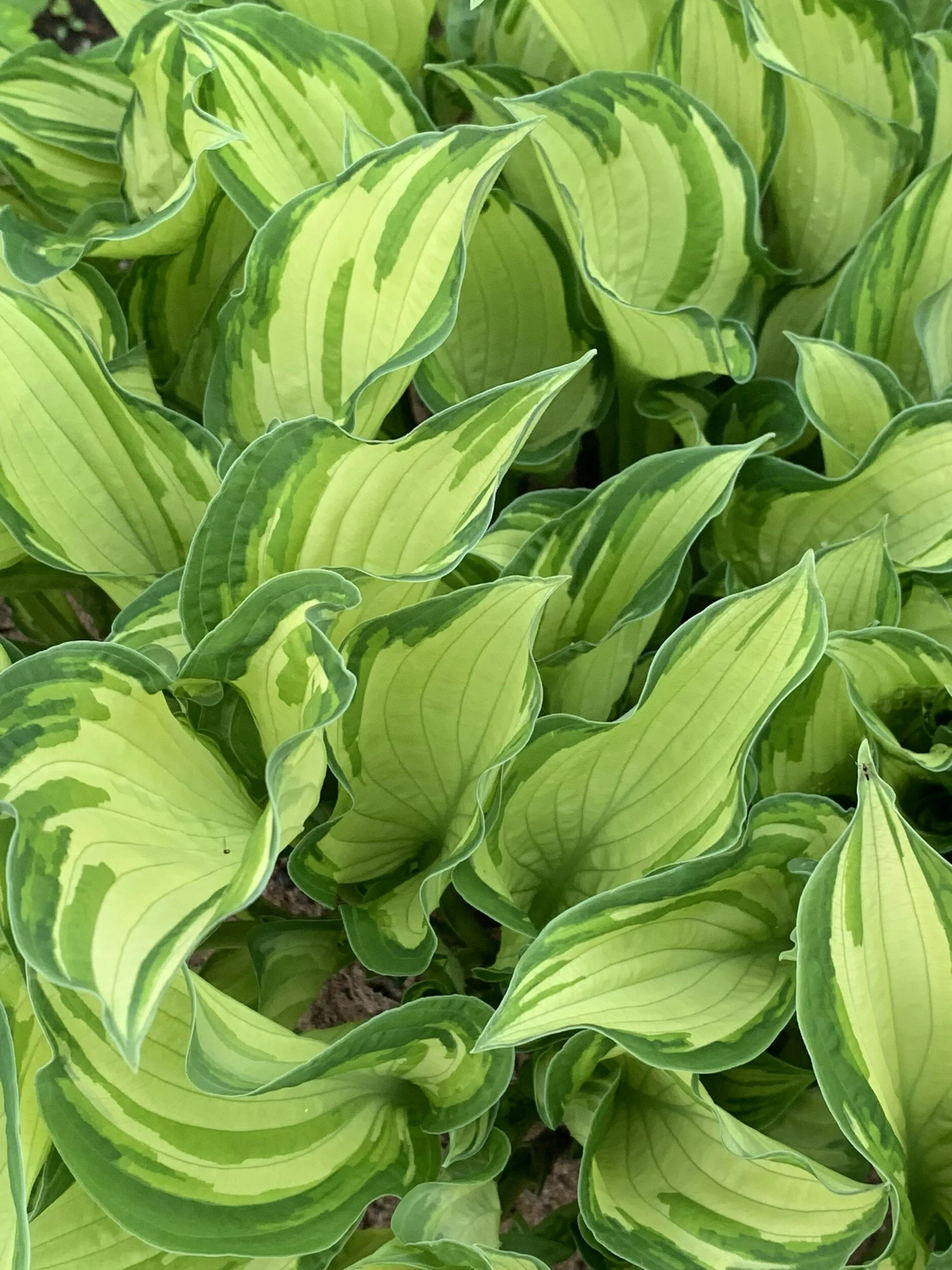 Northern Illinois Hosta Society Display and Sale