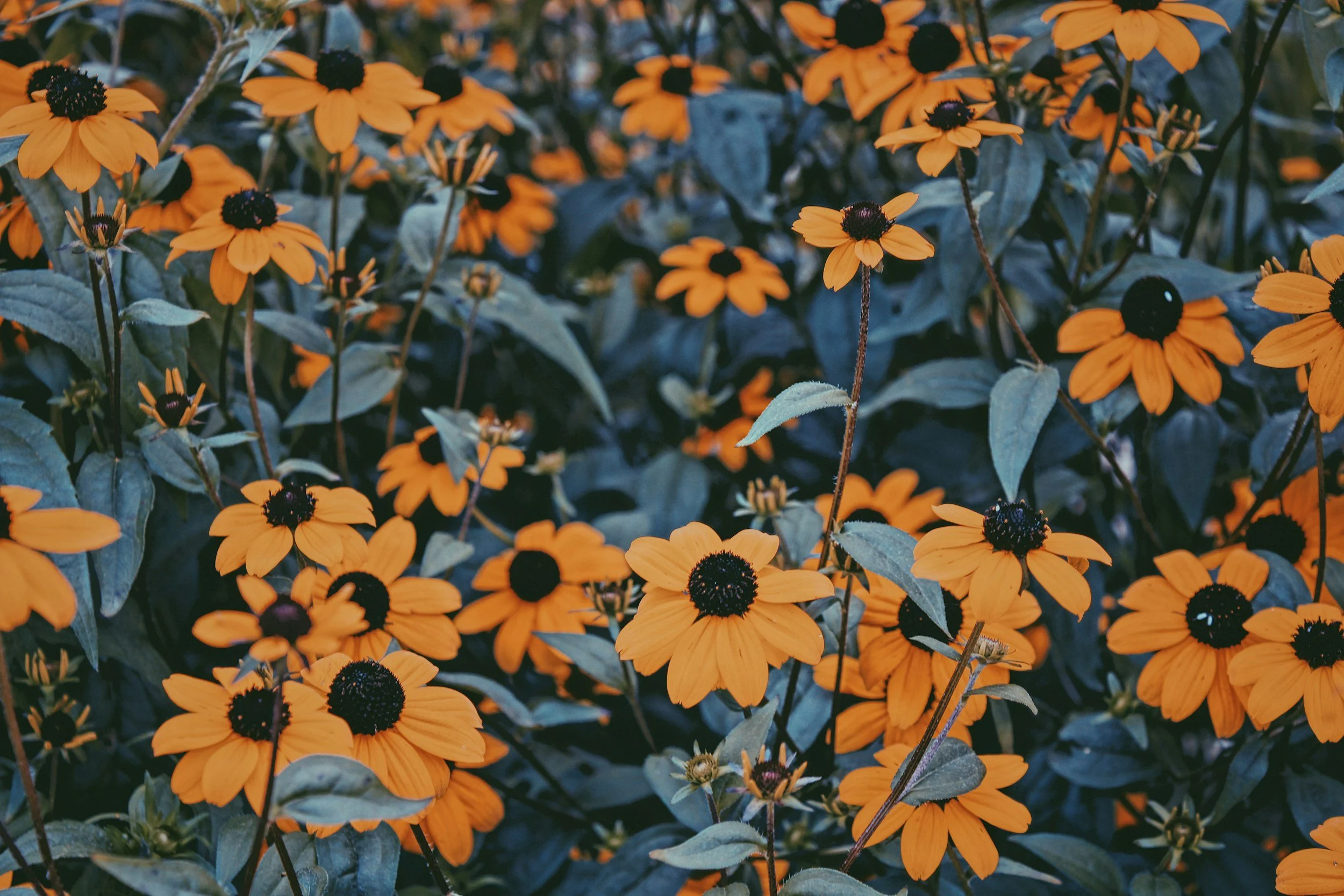 Shirley Meneice Horticulture Conference