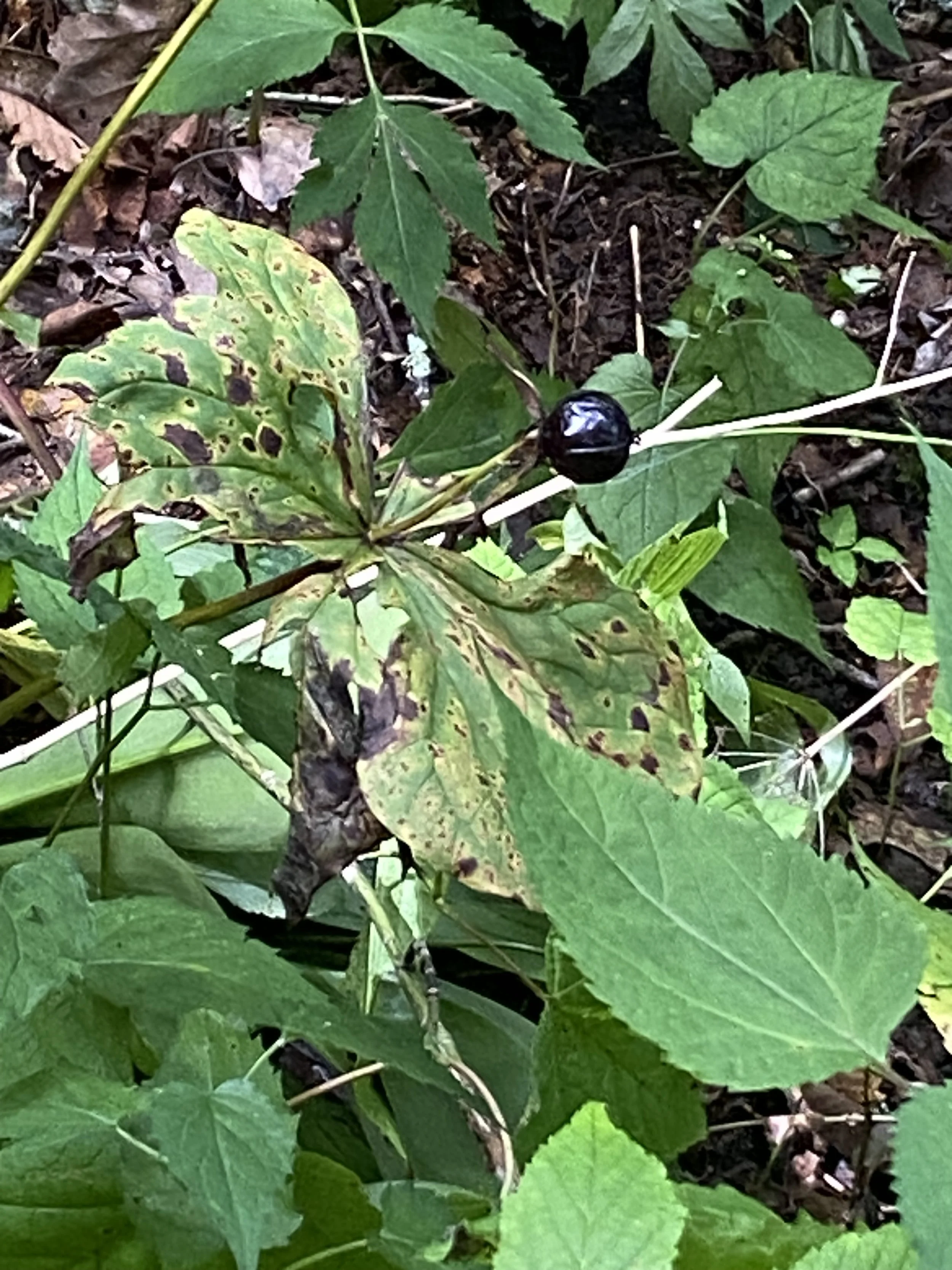 Wildflower Education Day