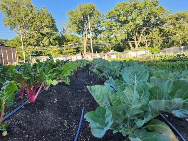 Evanston Grows "Pop-Up" Garden Visit 