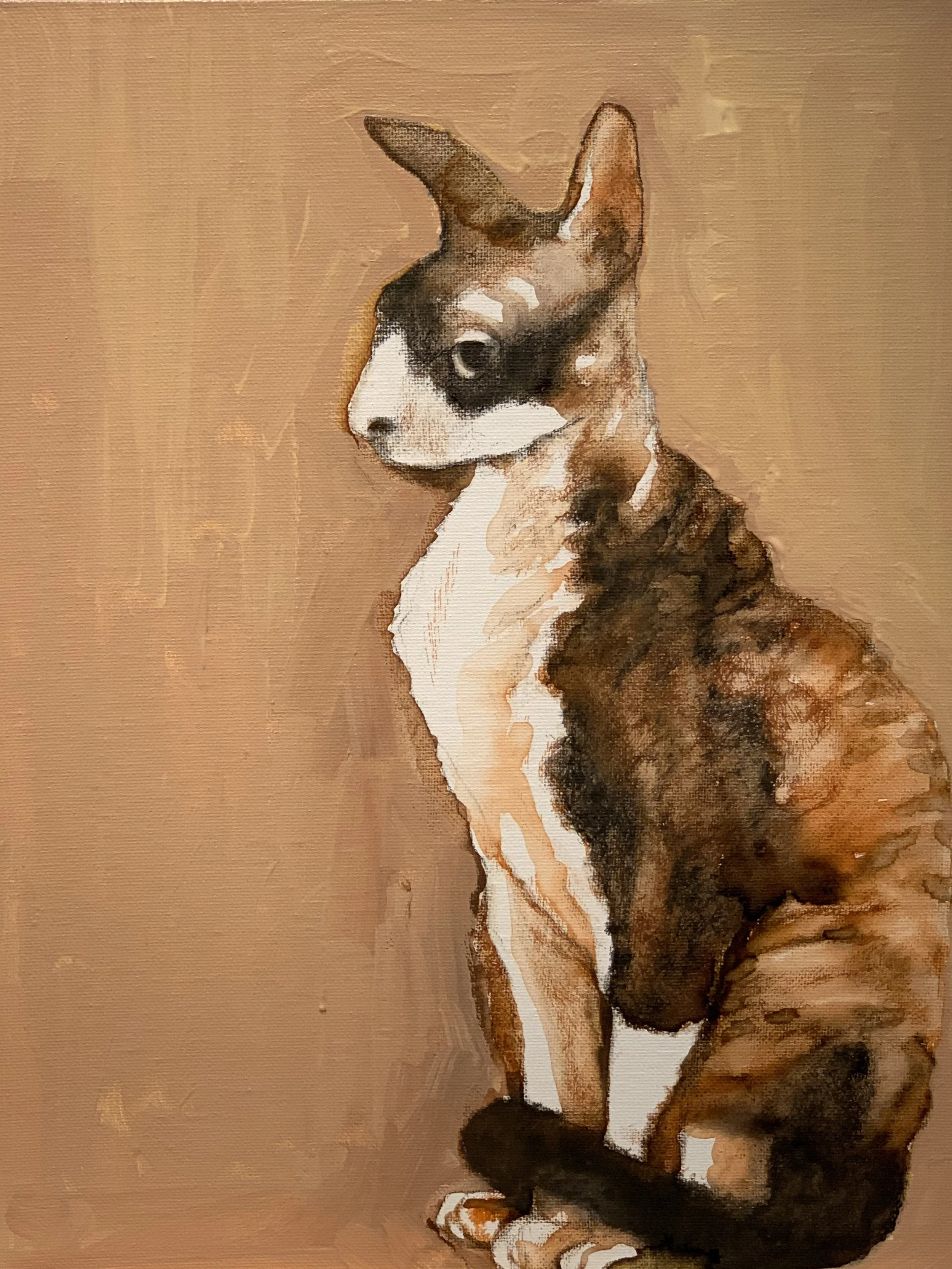Cornish Rex