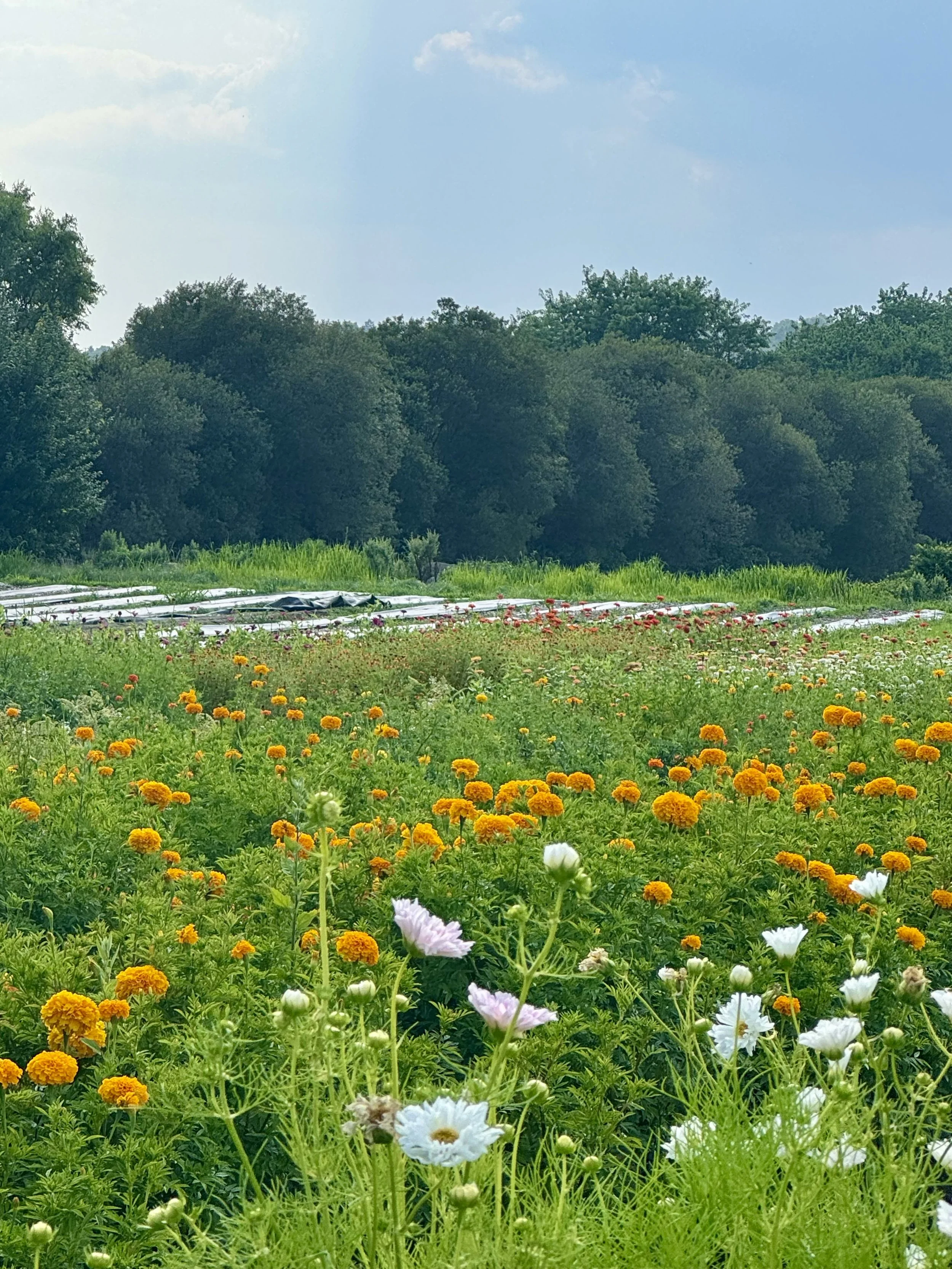 Locals' Summer at Sweetberry Farm: Stretch, Sound + Sip