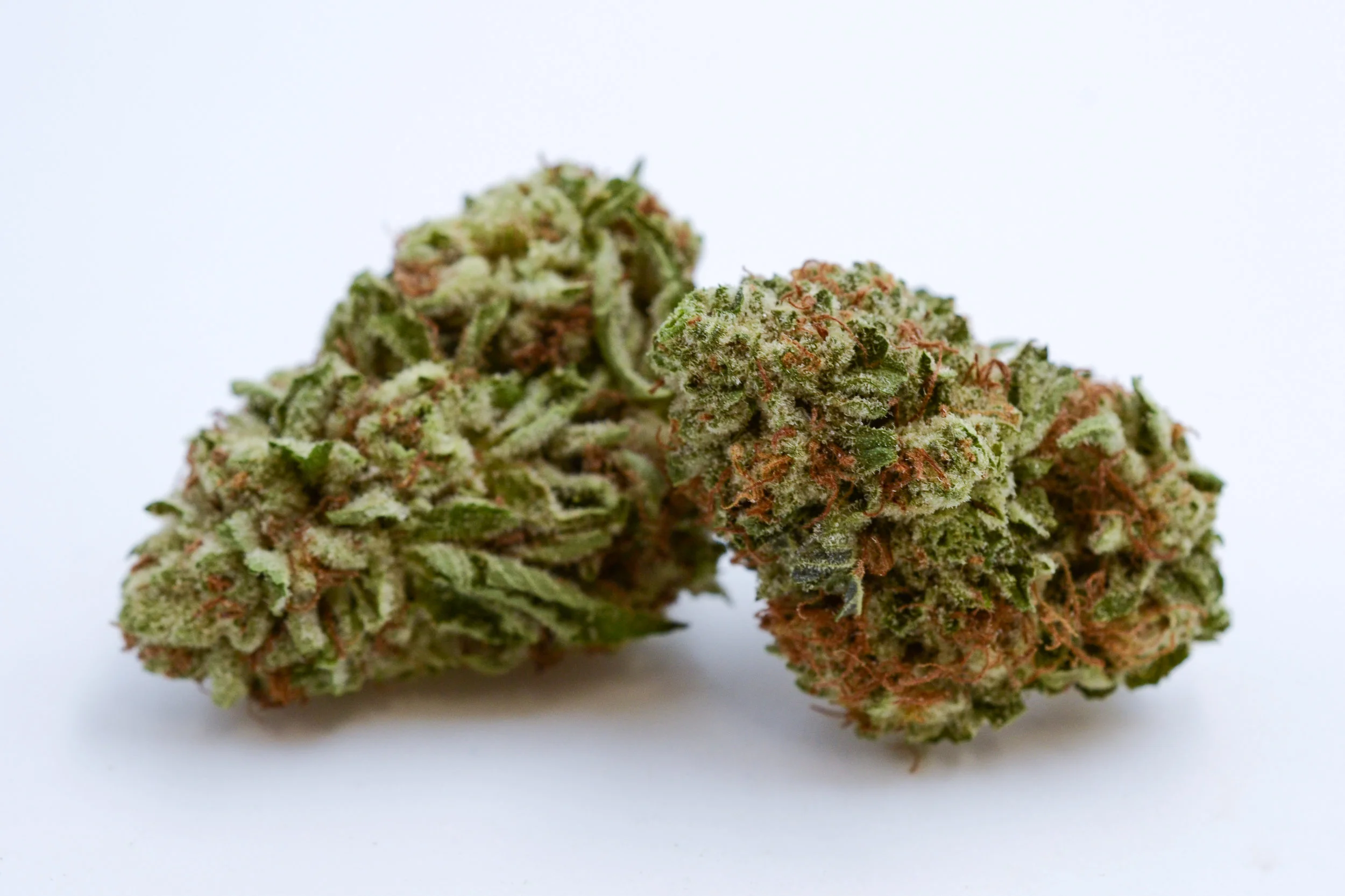 101_PurplePunch_Sol_0238.jpg