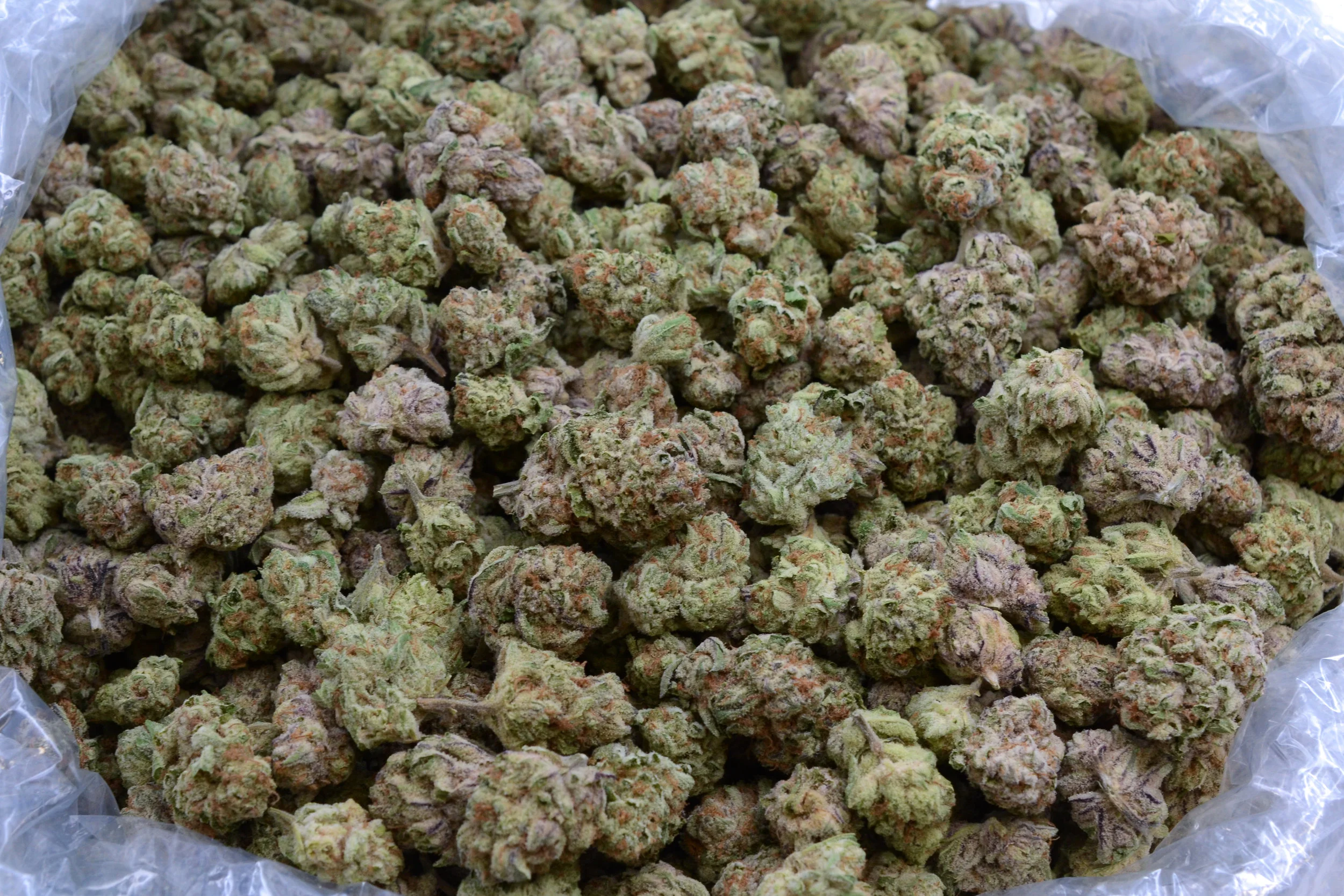 101_PurplePunch_AB_0199.jpg