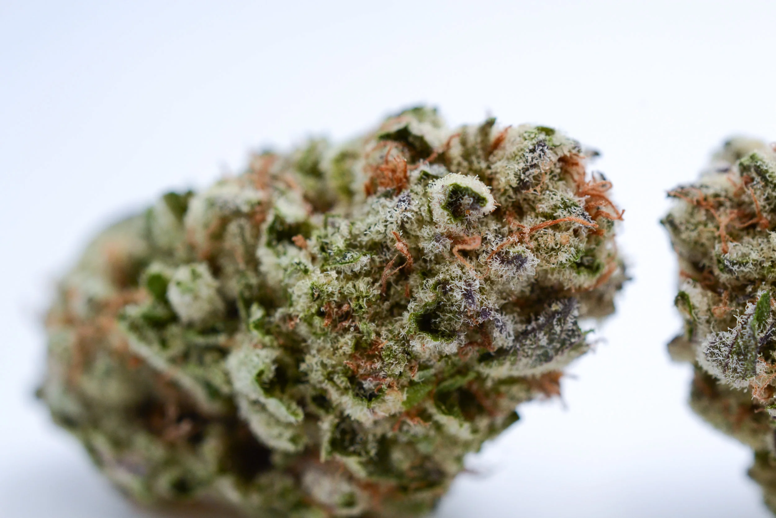 101_PurplePunch_AB_0205.jpg