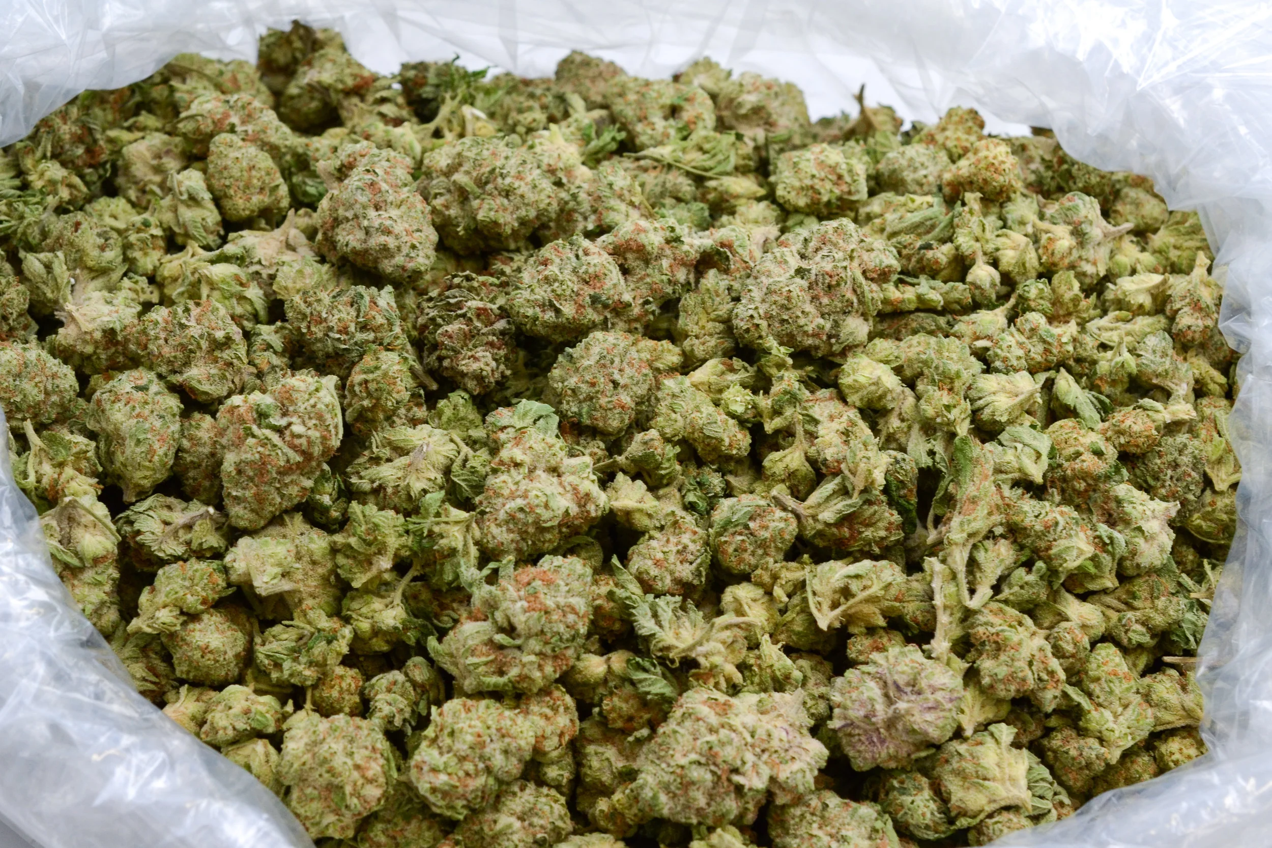 102_GoldenPunch_0263.jpg