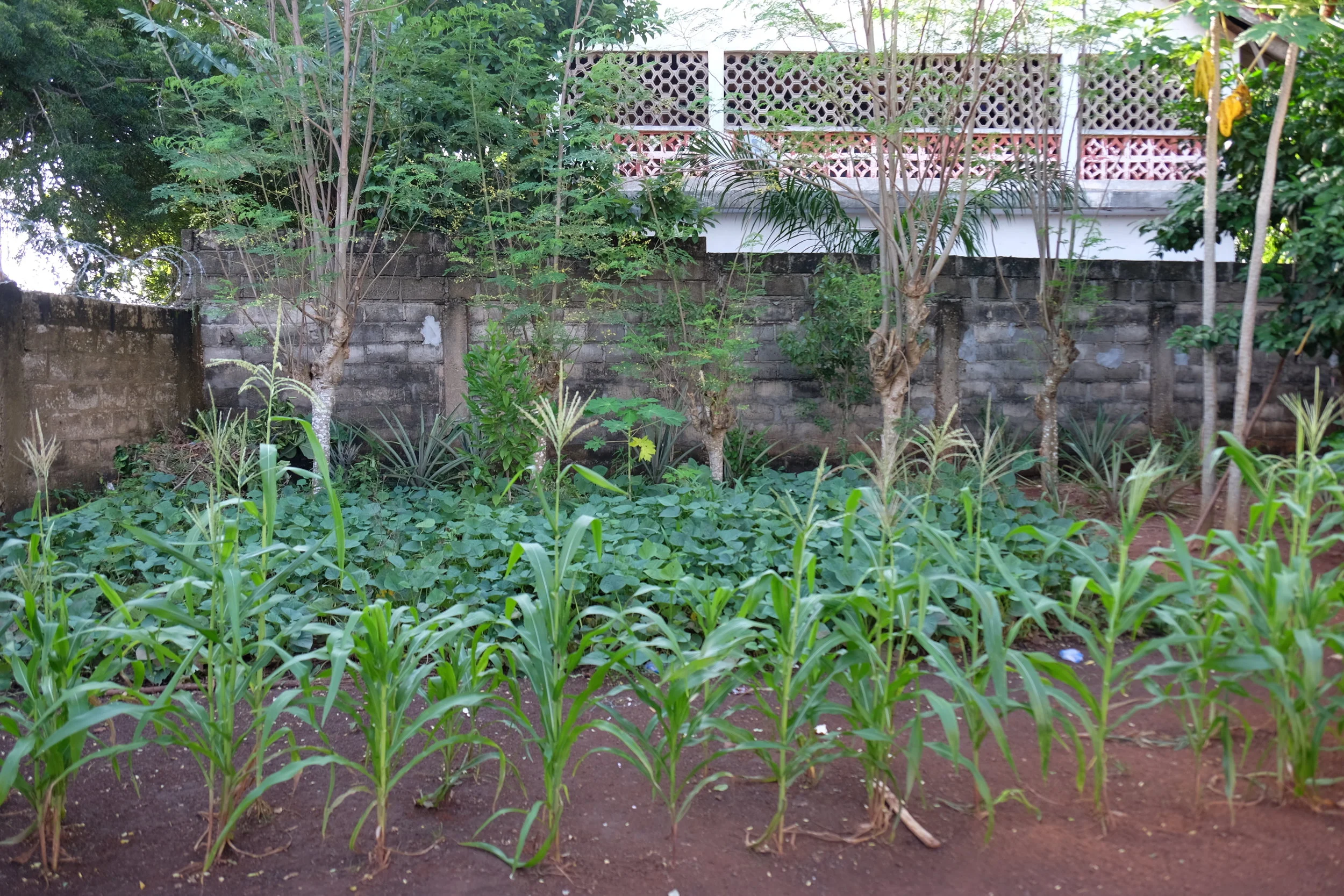 THE GARDEN!!!! When we first pulled up to the house, Kwabla chuckled and said, “eh—farmers.” Mama and the girls have continued cultivating all sorts of fruits and veggies—the biggest difference this trip was the maize they’ve planted and the sweet potato vines that have absolutely exploded!